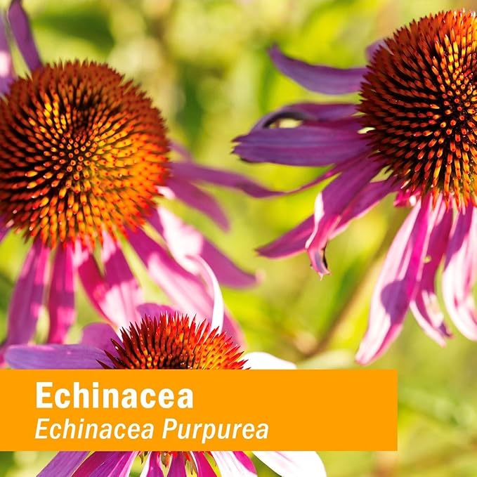 Herb Pharm Kids Certified-Organic Alcohol-Free Echinacea Glycerite Liquid Extract, 1 Ounce
